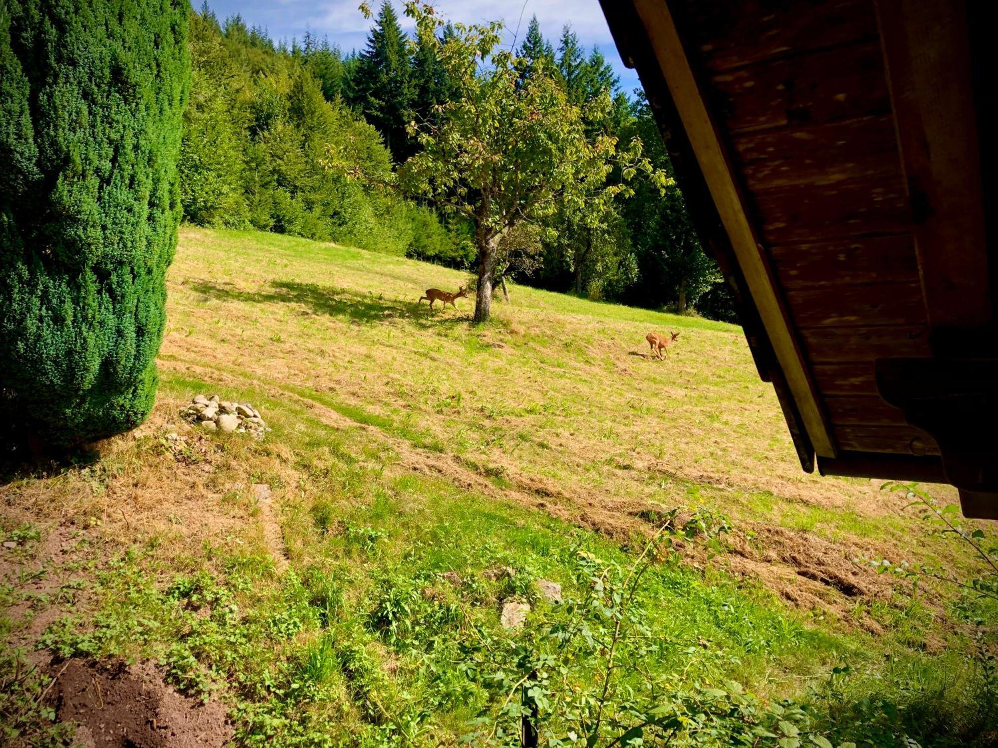 Hotel Ferien Im Schwarzwald Freiamt Exterior foto